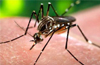 DK sees dengue cases rising steeply